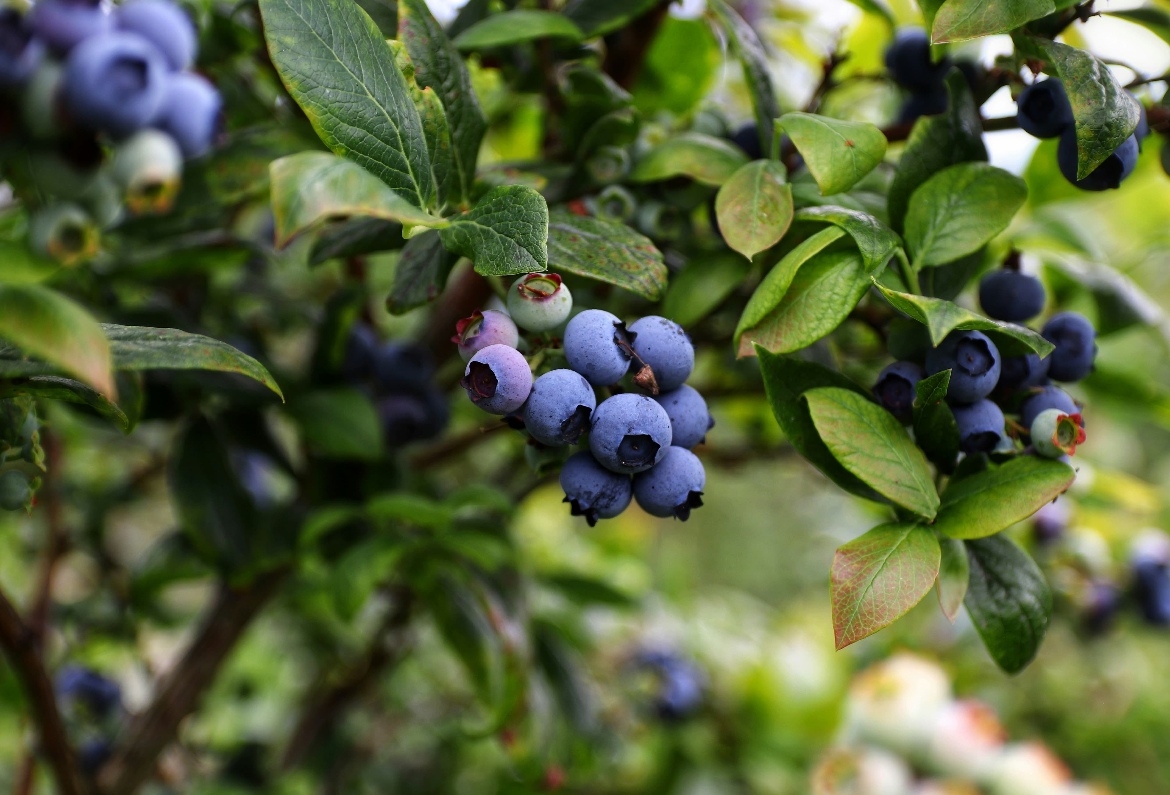 Atranos Blueberry bahçesinde dalında yaban mersinleri