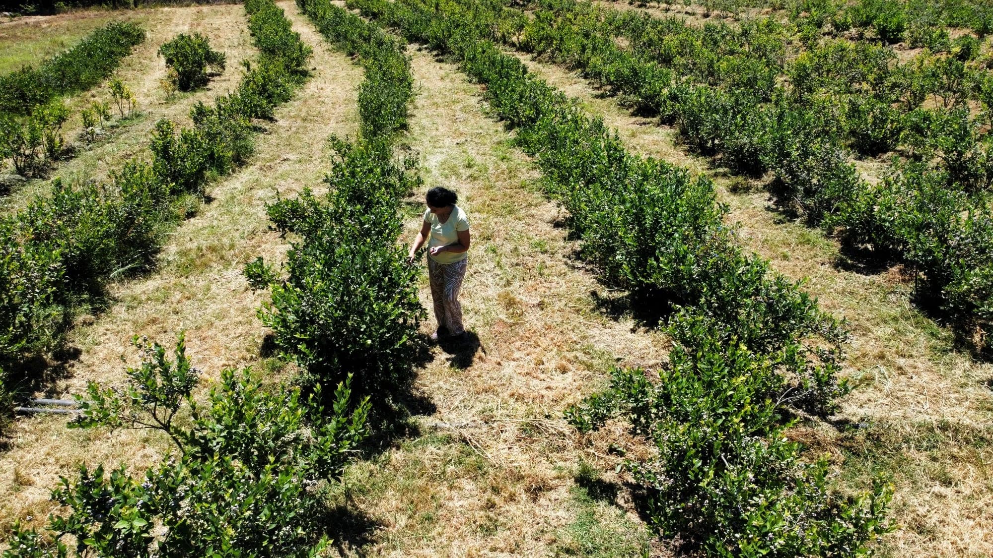 Orhaneli yaban mersini bahçesinde hasat çalışmasının geniş açı görünümü