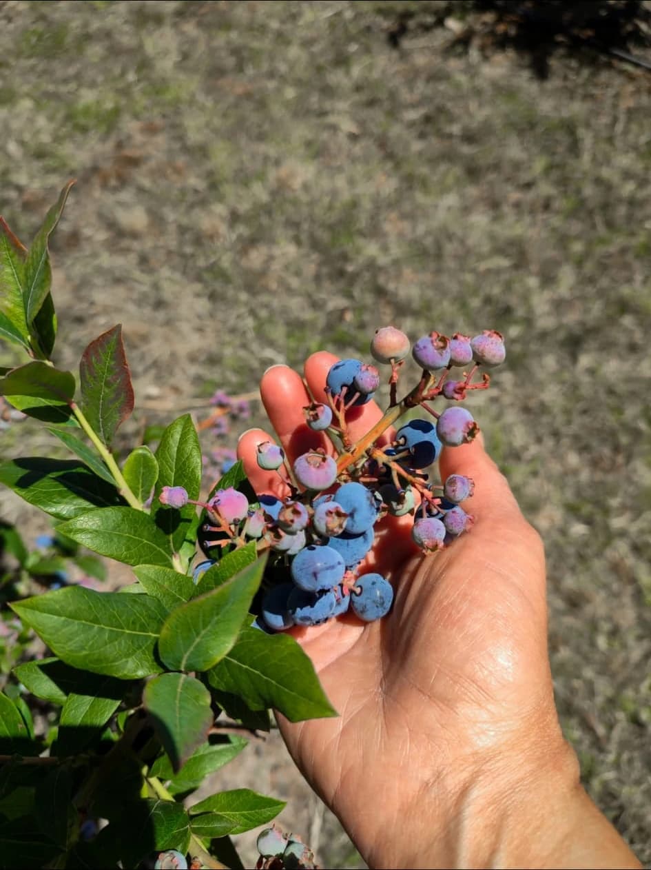 1 kg Al. Ailece Deneyimleme paketi / Atranos Yaban Mersini