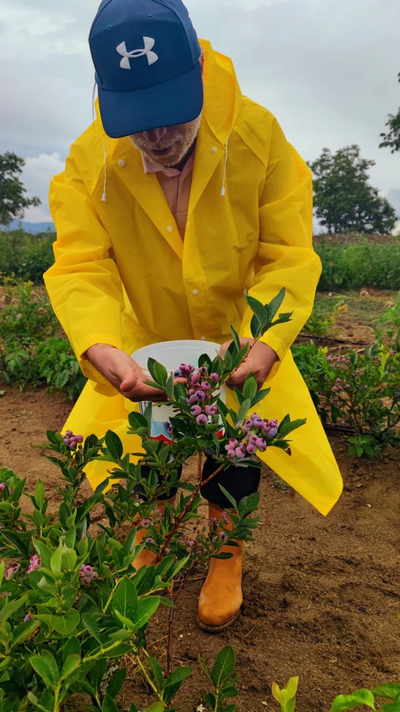 Atranos Blueberry bahçesinde yaban mersini hasadı