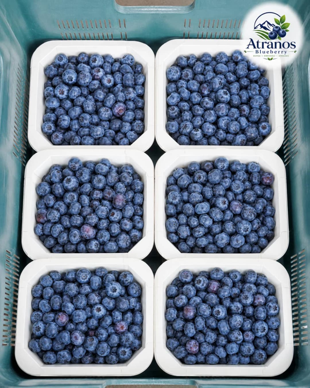 3 kg Al. Fiyat ve Kargo Avantajı / Atranos Yaban Mersini.
